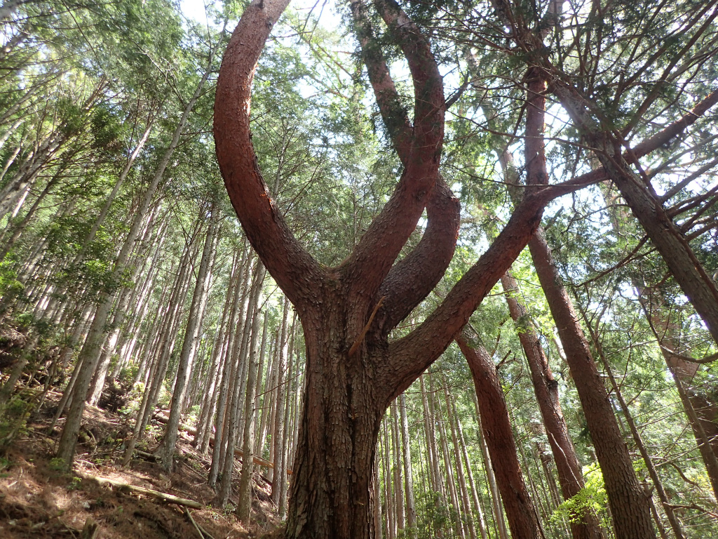 f:id:chkch:20210512134514j:plain