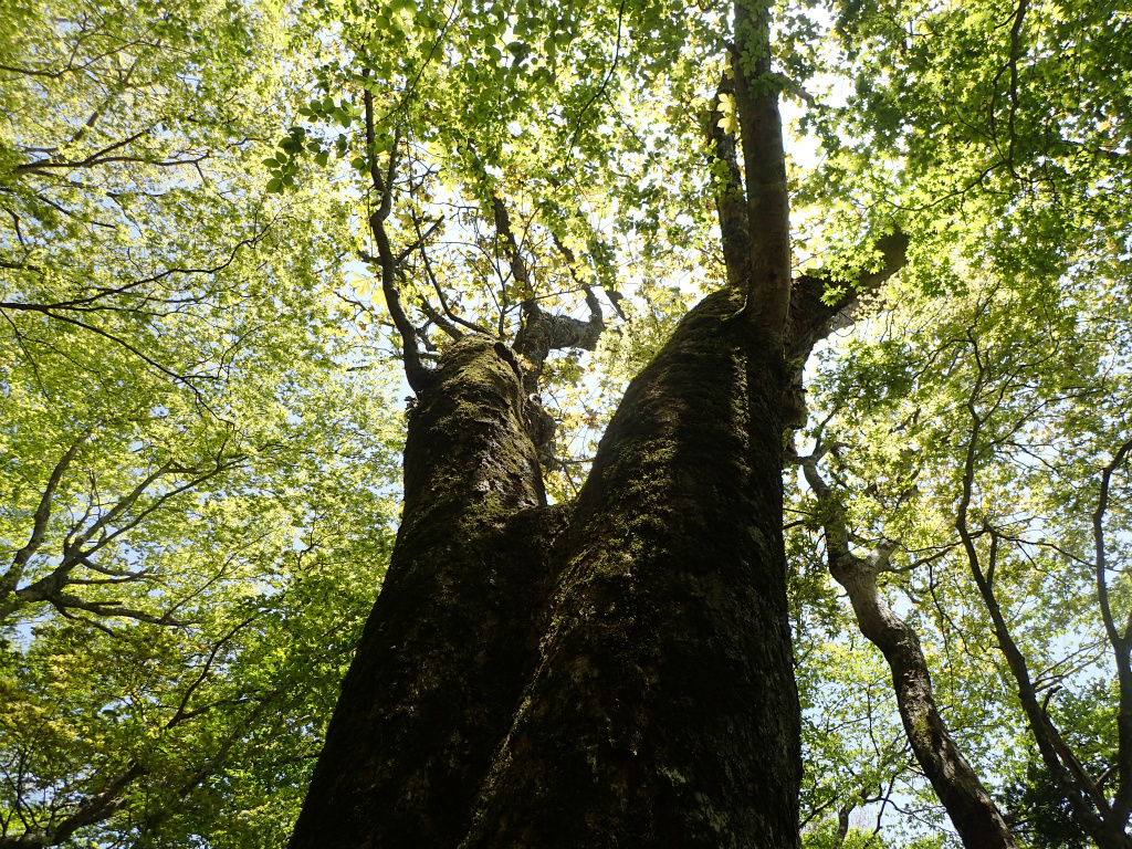 f:id:chkch:20210512134542j:plain