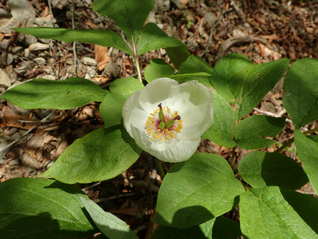 f:id:chkch:20210512134556j:plain