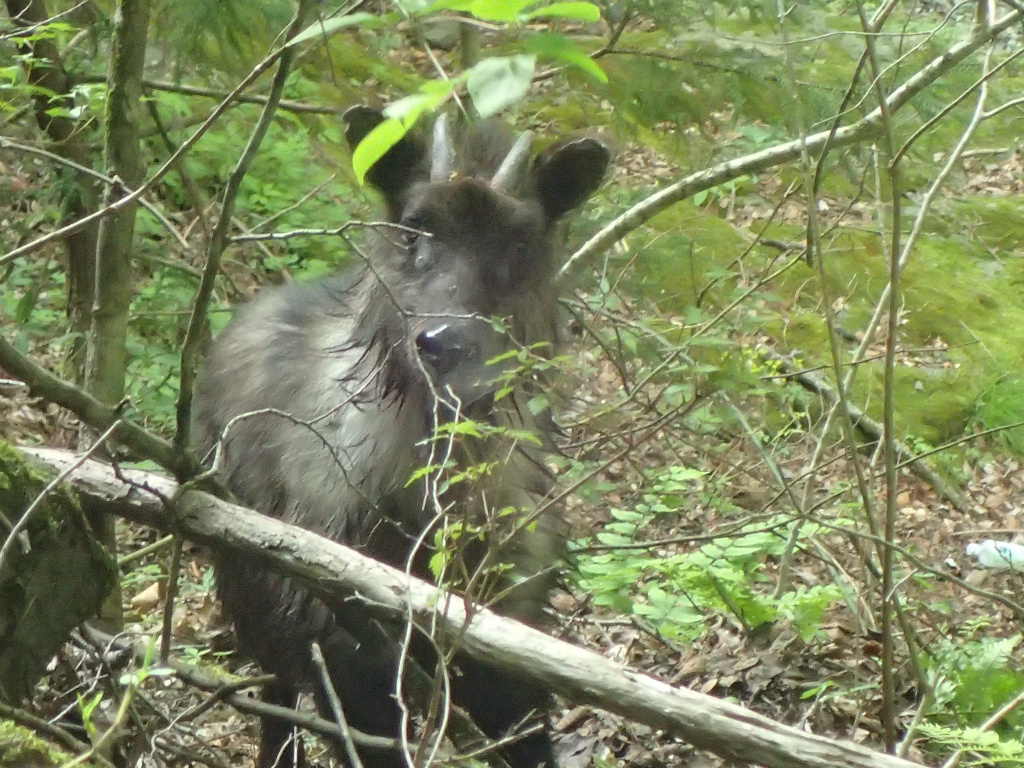 f:id:chkch:20210512134609j:plain