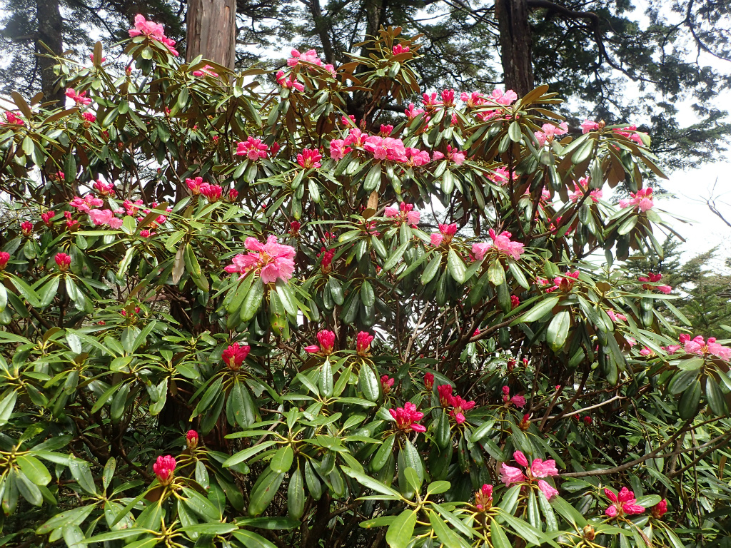 f:id:chkch:20210604143402j:plain