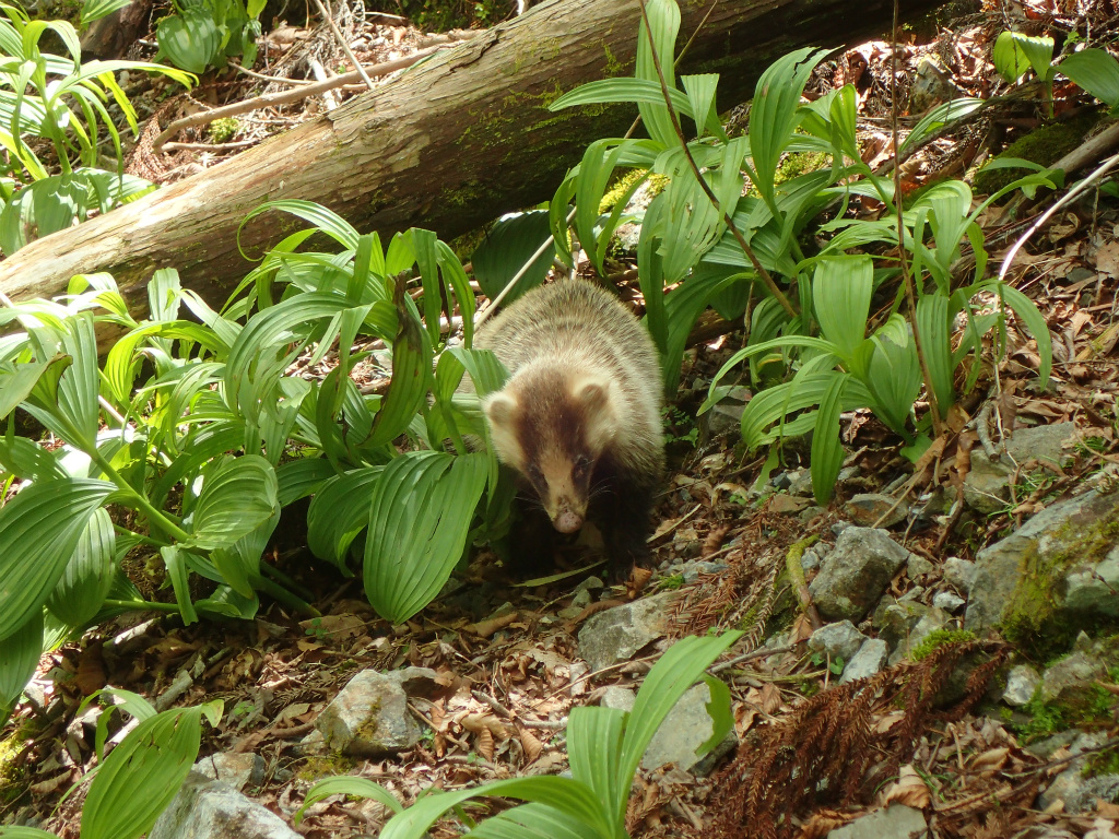 f:id:chkch:20210604143430j:plain