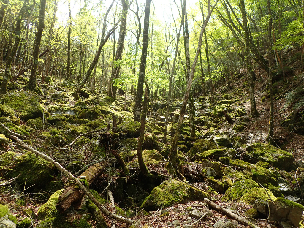 f:id:chkch:20210604143445j:plain