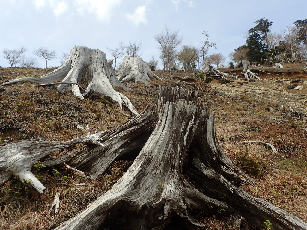 f:id:chkch:20210604143543j:plain