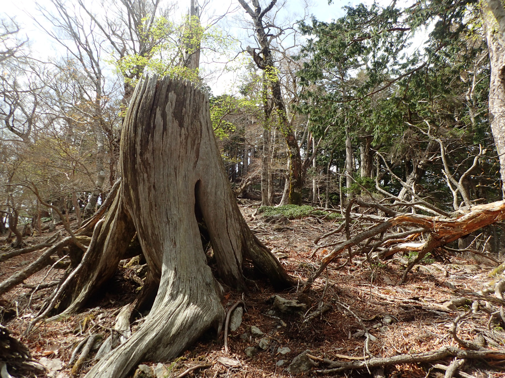 f:id:chkch:20210604143631j:plain