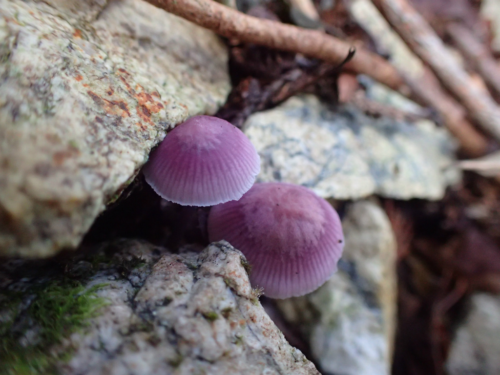 f:id:chkch:20211011234901j:plain