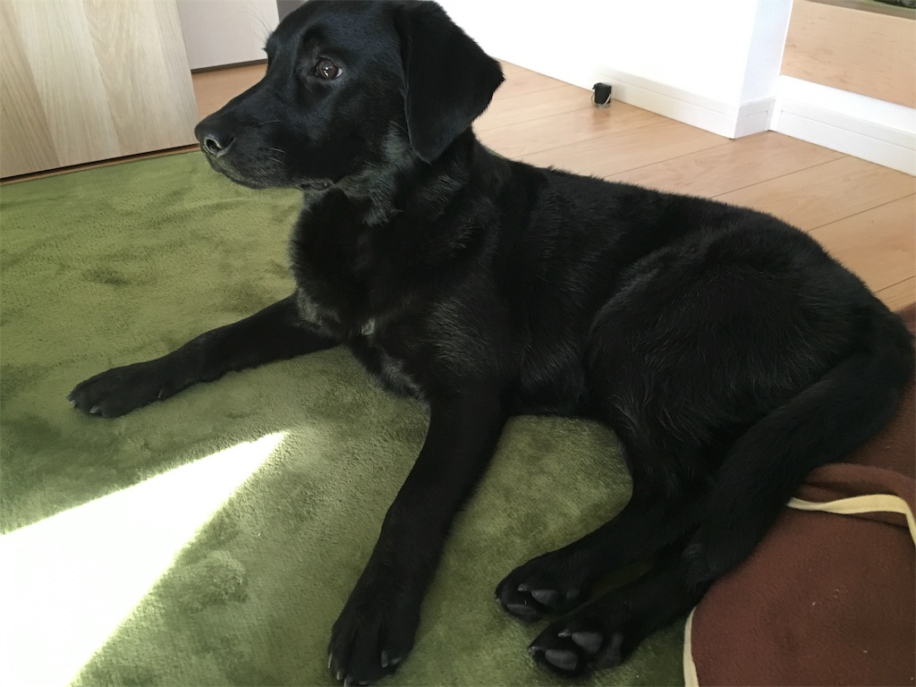 犬 黒ラブクロエの７ヶ月成長記 くうねるあそぶ