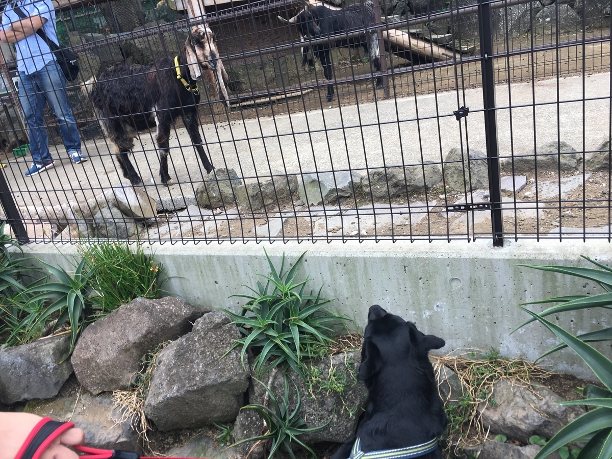 f:id:chloe0608:20190923224157j:plain