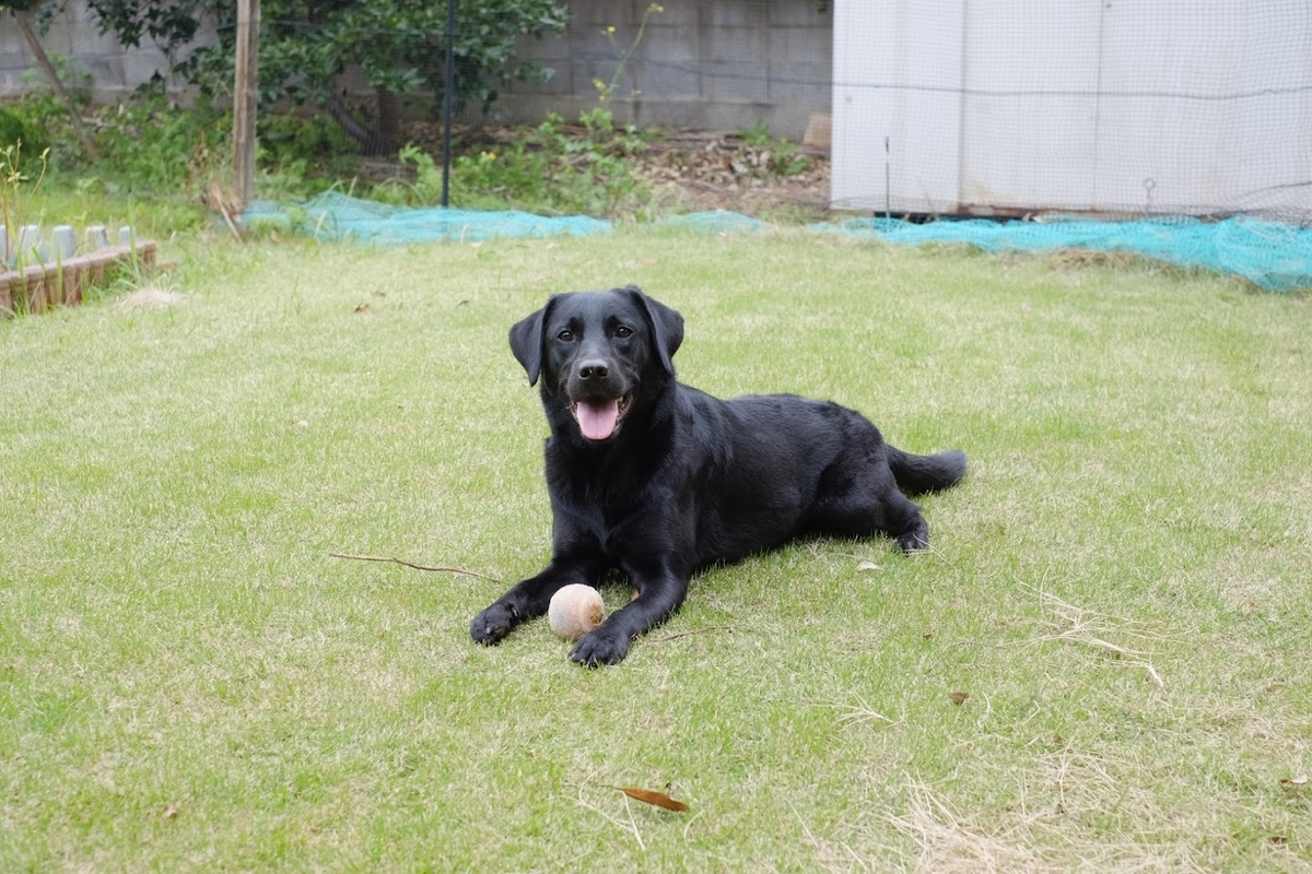 f:id:chloe0608:20191031233634j:plain