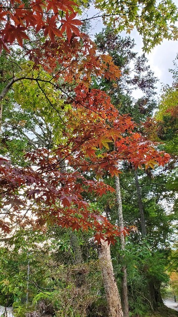 f:id:cho-ko:20231031203218j:image