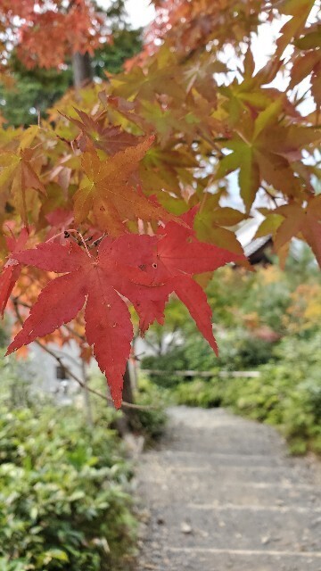 f:id:cho-ko:20231101001318j:image