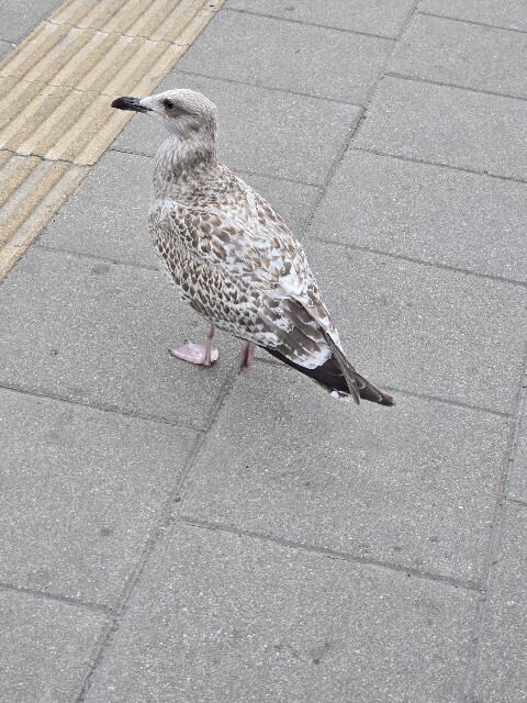 f:id:cho-ko:20251105124707j:image