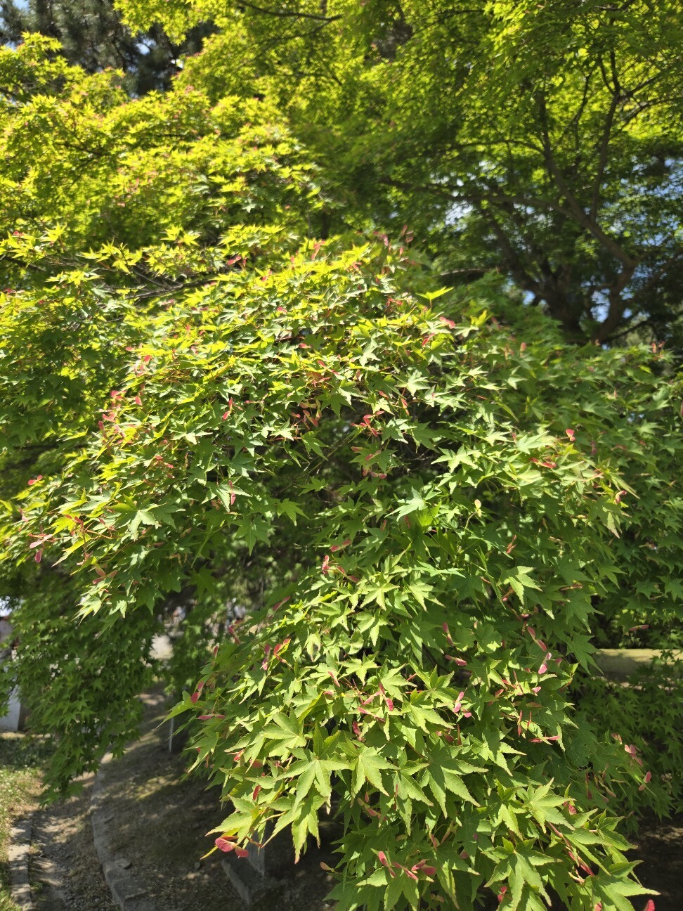 f:id:cho-ko:20260615124612j:image