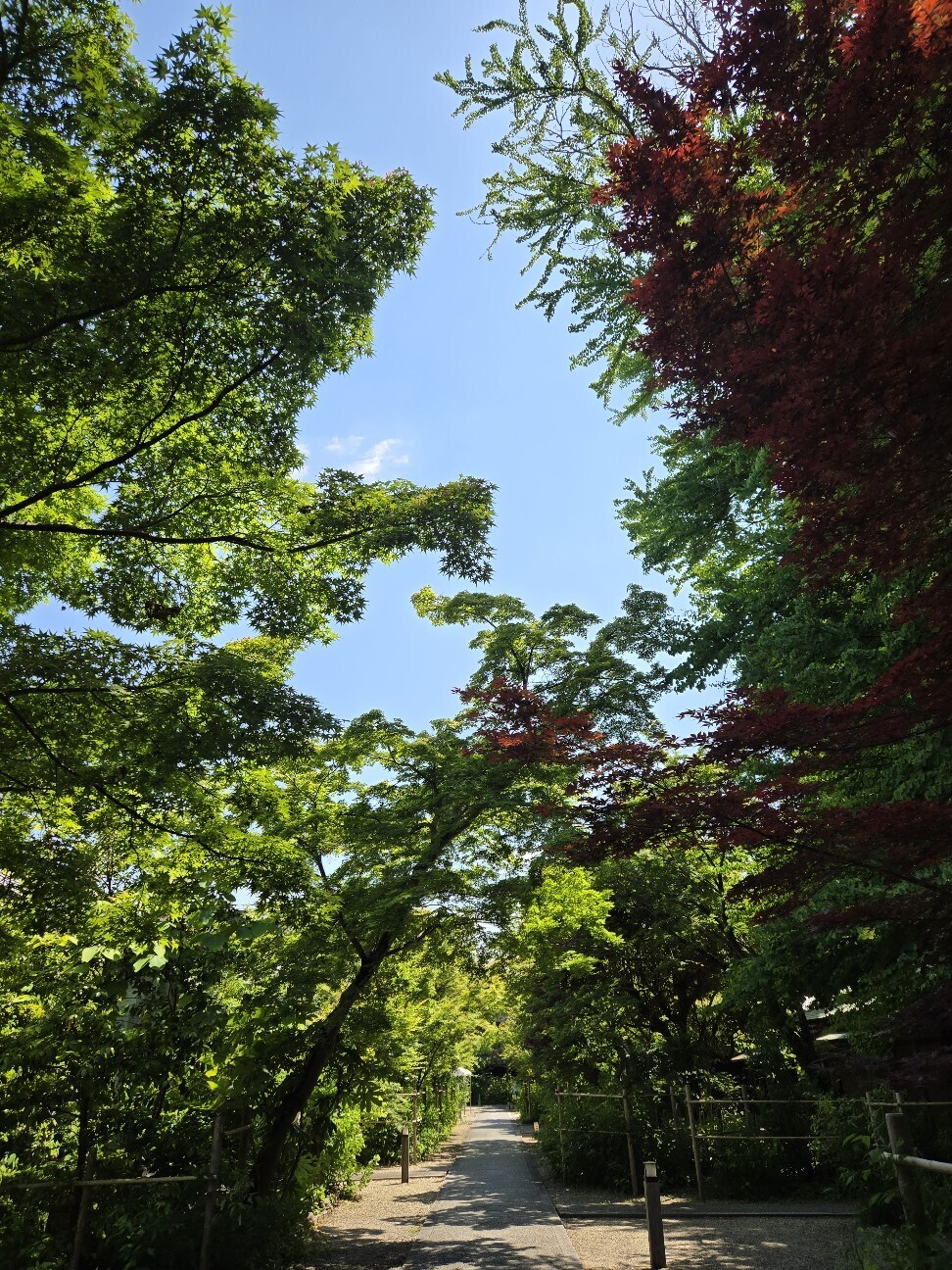 f:id:cho-ko:20260616123718j:image f:id:cho-ko:20260616123718j:image