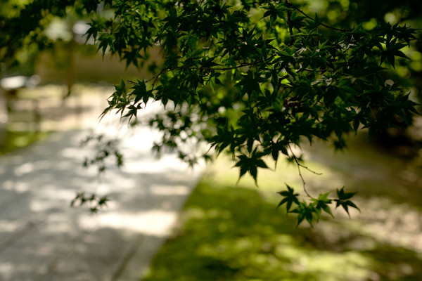 [京都][東福寺]