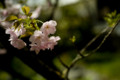 [平野神社][京都]