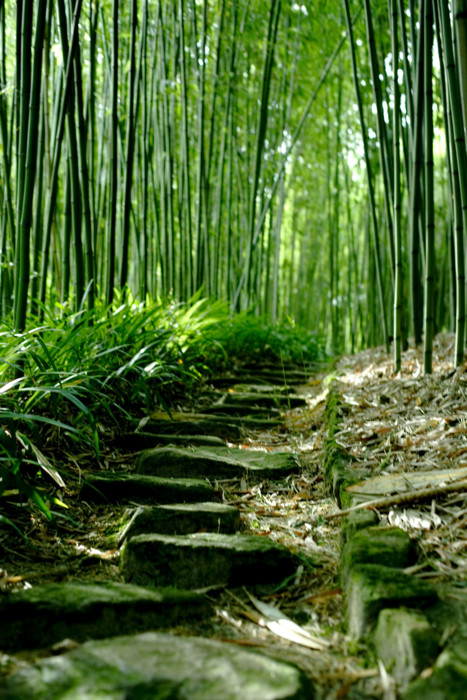 [京都][洛西竹林公園]