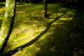 [京都][上賀茂神社]