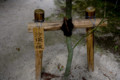 [京都][上賀茂神社]