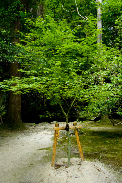 [京都][上賀茂神社]