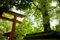 [京都][下鴨神社][糺の森]