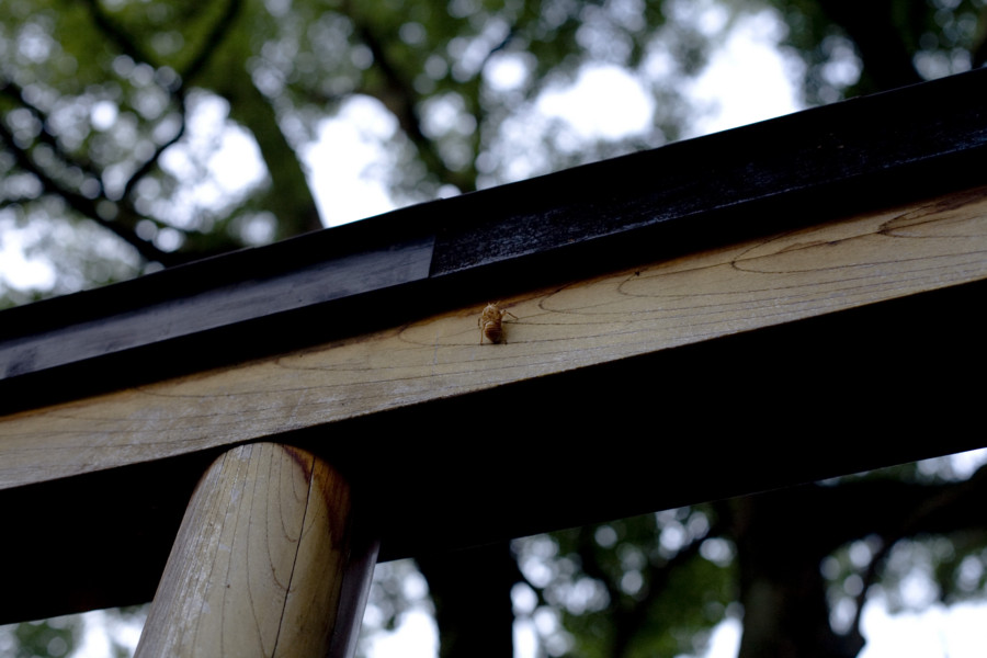 [京都][平野神社]