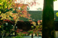 [京都][上賀茂神社]