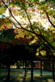 [京都][上賀茂神社]