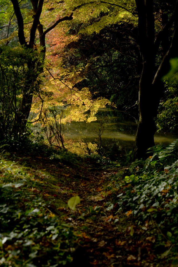 [京都][京都府立植物園]