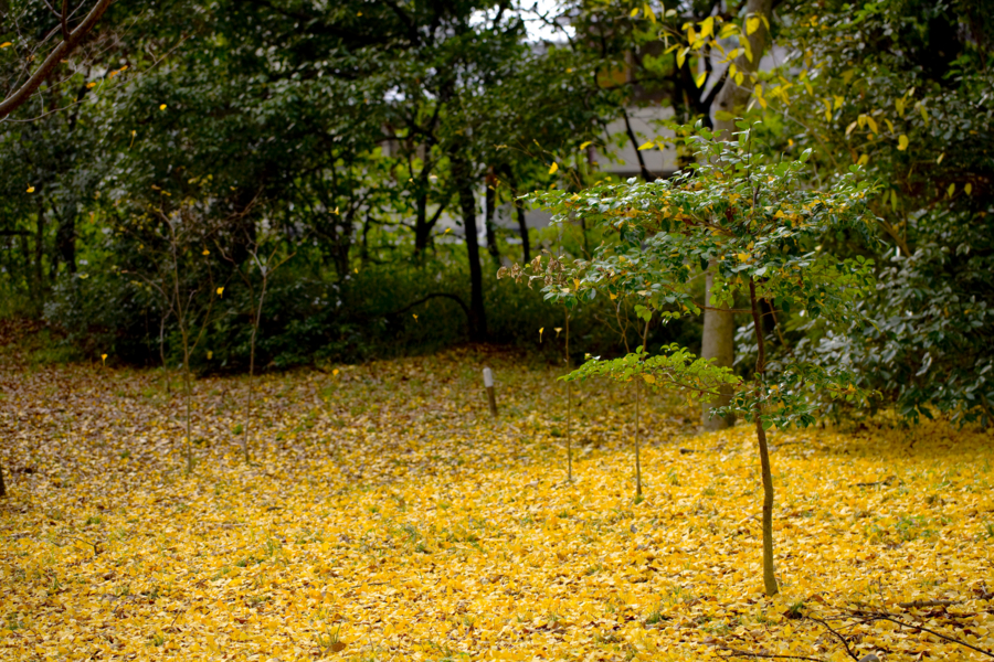 [京都][京都御苑]