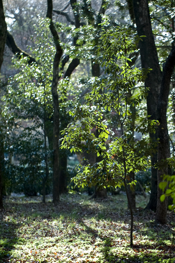 [京都][京都御苑]