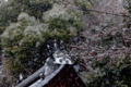 [京都][上賀茂神社]