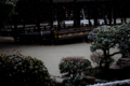 [京都][上賀茂神社]