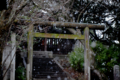 [京都][今宮神社]