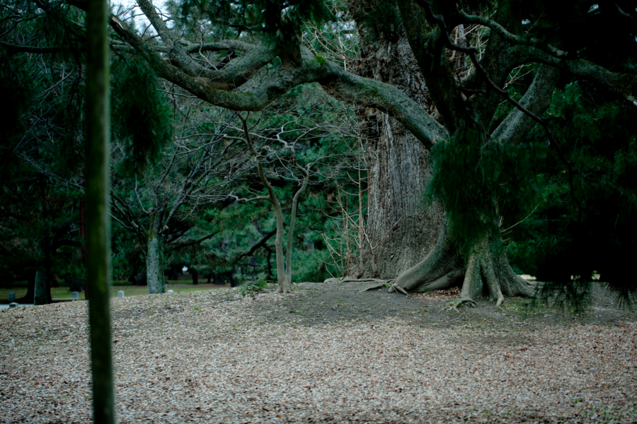 [京都][京都御苑]