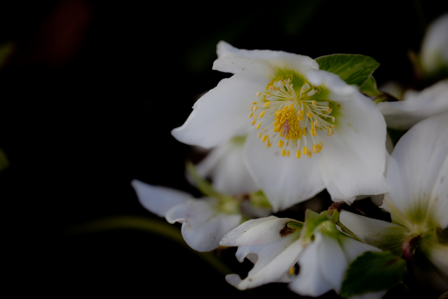 [京都][京都府立植物園]