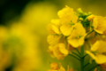 [京都府立植物園][菜の花]