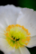 [京都府立植物園][ポピー]