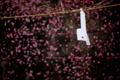 [京都][下鴨神社]