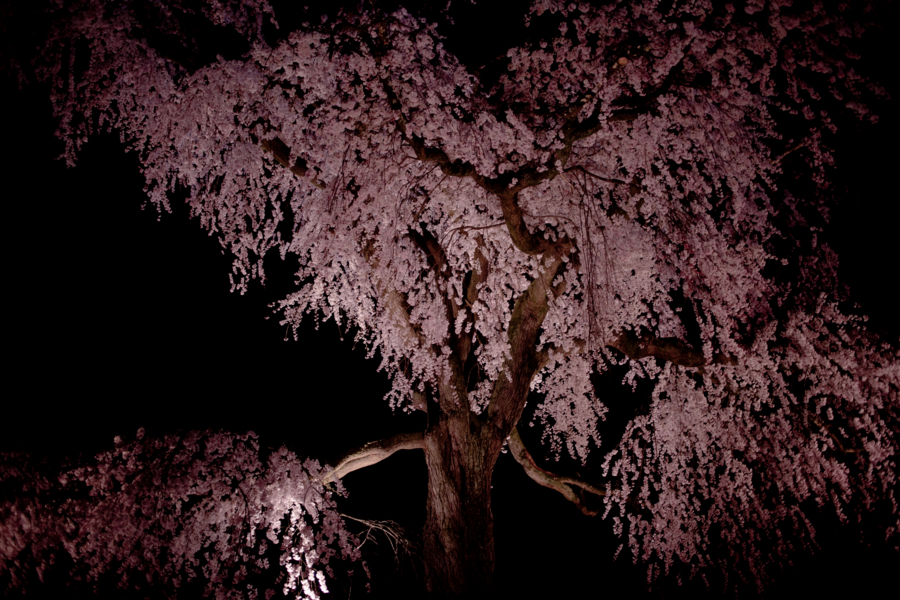 [京都][円山公園]