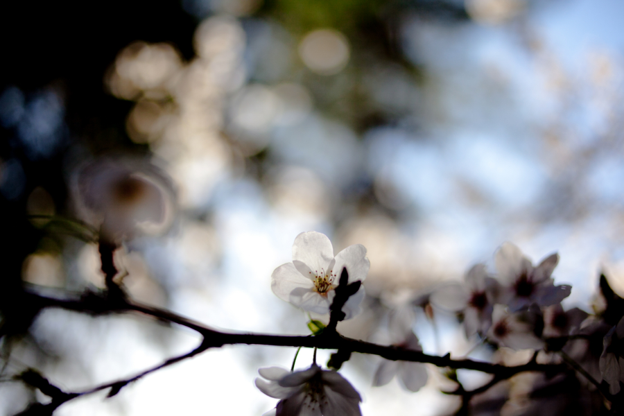 [京都][船岡山公園]