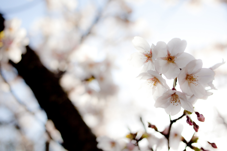 [京都][船岡山公園]