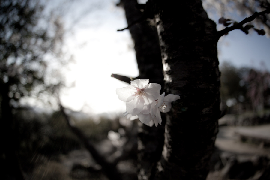 [京都][船岡山公園]