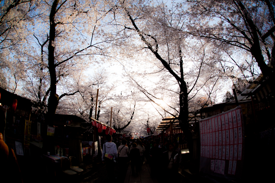 [京都][平野神社]