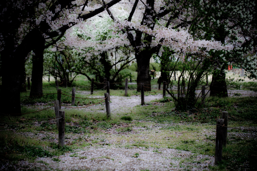 [京都][京都府立植物園]