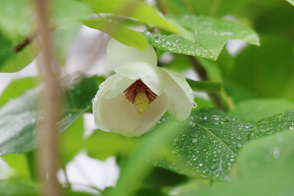 この春咲いた白い花たち - イロイロ。。。