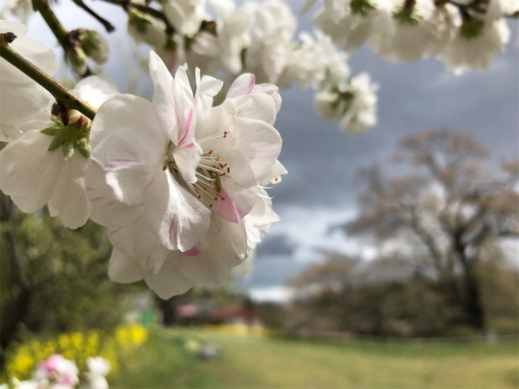 f:id:chobi_chobi:20180415182203j:plain f:id:chobi_chobi:20180415182203j:plain