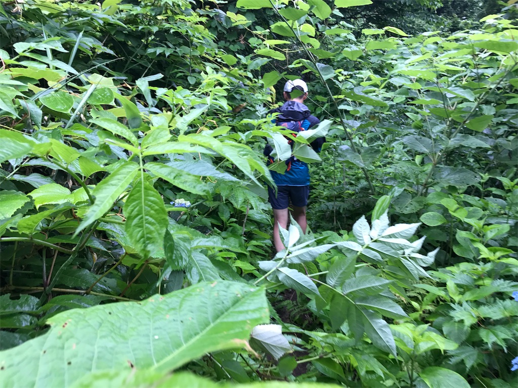 f:id:chobi_chobi:20180708173549j:image f:id:chobi_chobi:20180708173549j:image