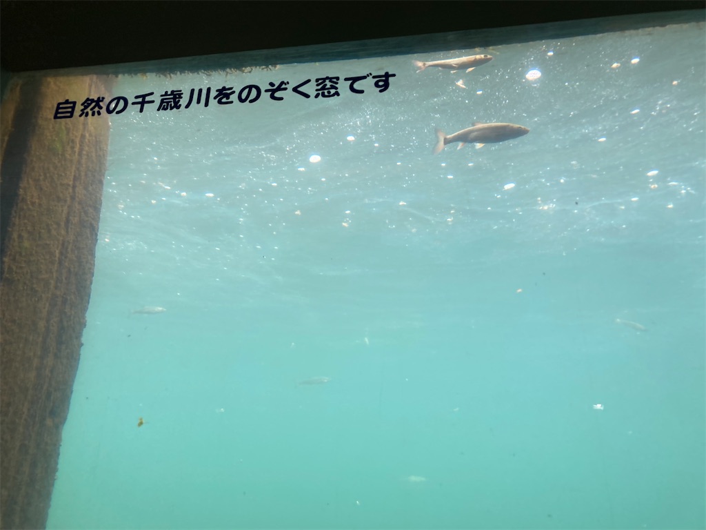f:id:chobi_chobi:20240602061937j:image