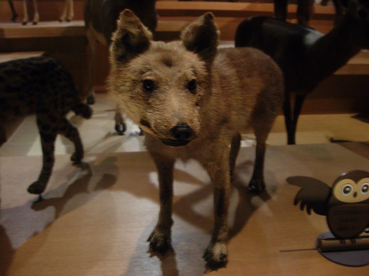 f:id:chobinosuke:20200925195250j:plain